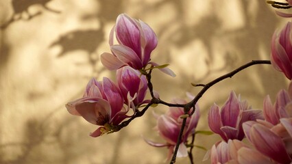 Magnolia pink blossom tree flowers against yellow wall, close up branch, outdoor.