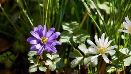 Beautiful blossom purple and white anemone flowers in garden 