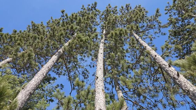 Super low angle view of narrow and tall pine trees growing in single row against blue sky in sunny day swaying in windy conditions,