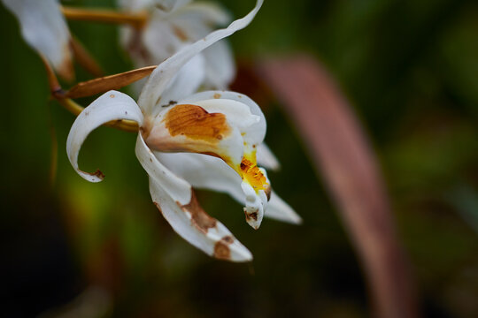 Flores, y plantas hermosas