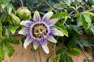 Passion fruit flower, Passiflora caerulea
