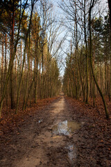 Autumn path in the forest, mud, puddles - 758278483