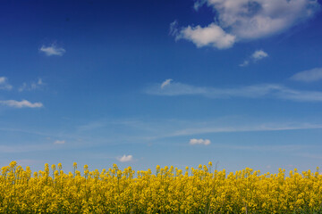 A landscape with ripening rapeseed, picturesque sky - 758278622