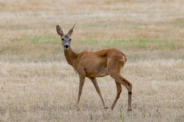 Foto op Plexiglas baby roe deer în Springtime looking at the camera © ivu