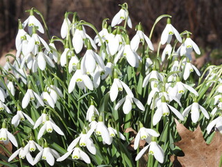 snowdrops under the sun