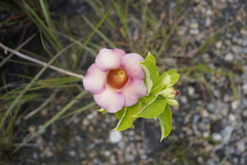 Allamanda blanchetii is a species of perennial flowering plant in the family Apocynaceae native to Brazil. Cultivated as an ornamental plant. Fortaleza Botanical Garden - Caucaia. Brazil.