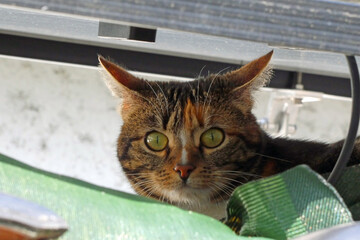 Cat under balcony power plant