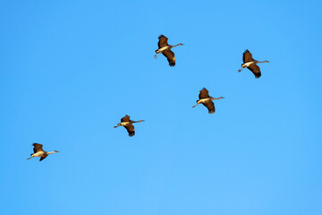 Sandhill cranes (Grus canadensis) in flight; nr Kearney, Nebraska