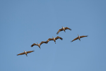 Sandhill cranes (Grus canadensis) in flight; nr Kearney, Nebraska - 758281054