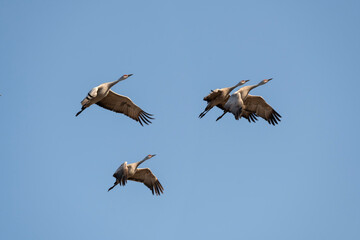 Sandhill cranes (Grus canadensis) in flight; nr Kearney, Nebraska - 758281289