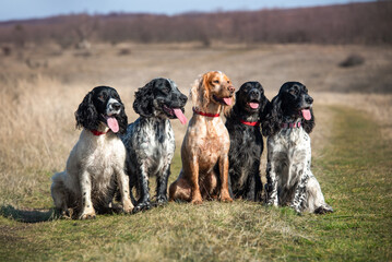 A group of hunting spaniel dogs sit on a lawn in front of a wild field. Five dogs of different...
