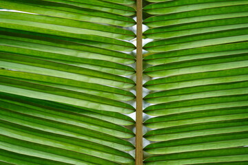 Close-up of a palm leaf in the Amazon rainforest, palm trees background of the tropical jungle in...