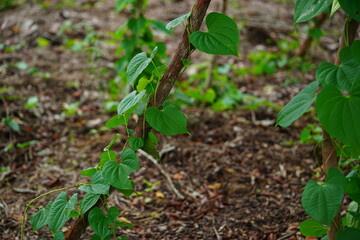 Dioscorea Bulbifera plant and leaves. Terra do Caju, Amazonas, Brazil.