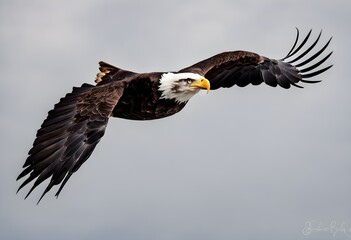 An American Bald Eagle in flight