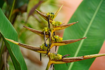 Close-up of the flower of a Heliconia psittacorum, family Heliconiaceae in the rainforest. Wild...