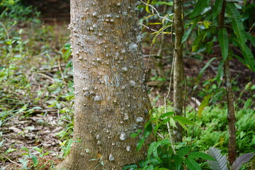 Wildlife in Amazon rainforest. An olive tree runner lizard (plica umbra) sitting an the bark of a kapok tree (ceiba pentandra) with sharp spines near the village of Terra do Caju, Amazonas, Brazil.