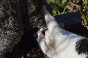 little black and white cat is playing with mom