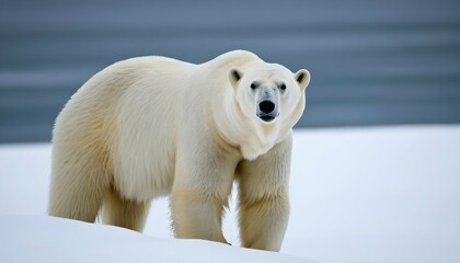 A Polar Bear With Its Ears Perked Forward Listeni - obrazy, fototapety, plakaty
