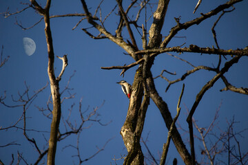 Great spotted woodpecker on a tree looking  to moon.