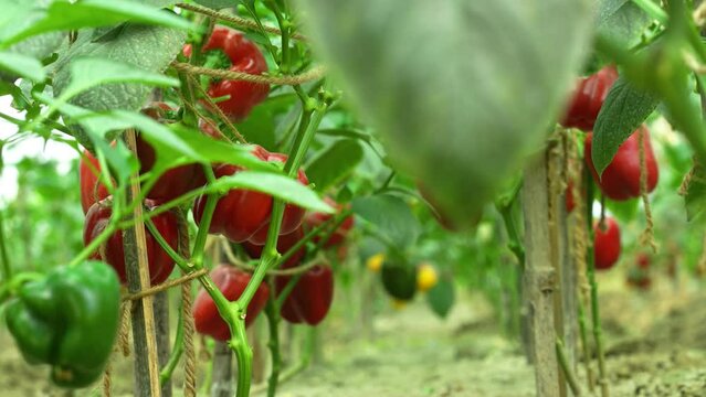 The beauty of vibrant yellow and red capsicum hanging gracefully on lush plants, a colorful symphony of nature's bounty in a thriving garden