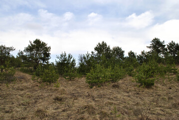 trees in the field