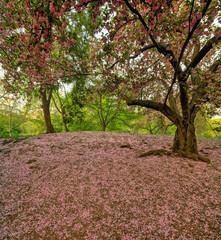 Central Park in spring - 758284854
