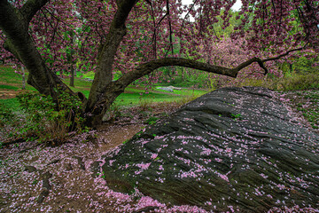 Central Park in spring - 758285002