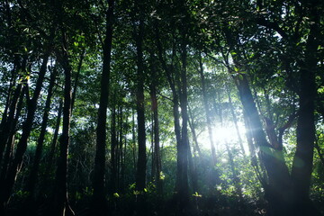 沖縄県西表島　木洩れ陽とマングローブの森の中