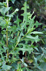 It grows in nature Lactuca serriola
