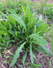 It grows in nature Lactuca serriola