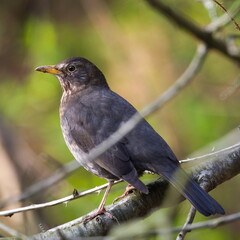 Eurasian blackbird aka The common blackbird or Turdus merula close-up portrait.