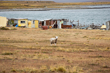 Herd of sheep on a farm of Tierra del Fuego, Argentina