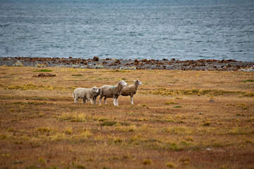 Herd of sheep on a grasslands of Tierra del Fuego, Argentina