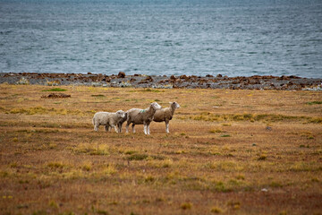 Fototapeta na wymiar Herd of sheep on a grasslands of Tierra del Fuego, Argentina
