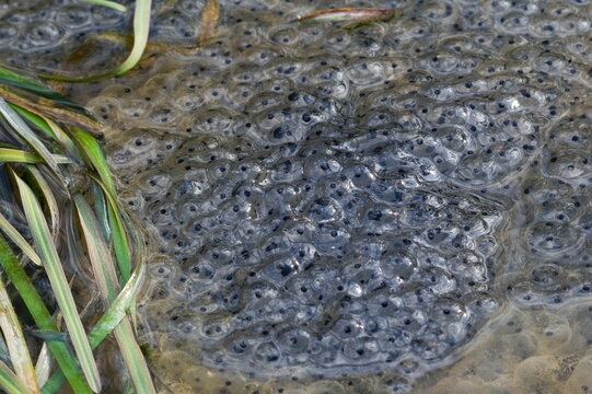 Pond full frog spawn of European common frog Rana temporaria. Springtime. Mating season.