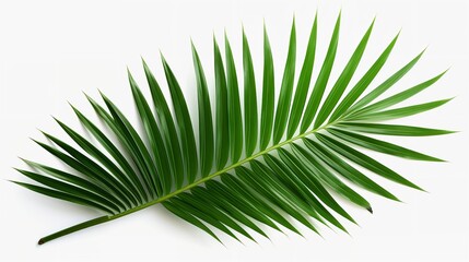 Tropical Green Palm Leaf Cut-Out: Photorealistic (8K)

