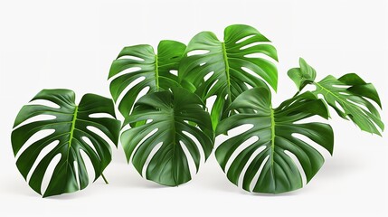 Tropical Monstera Leaves Cut-Out: Photorealistic (8K)

