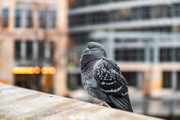 Single pigeon resting on a wall