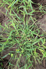In the field, like a weed, grows Digitaria sanguinalis