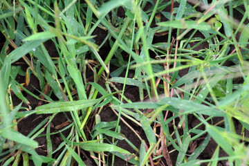 In the field, like a weed, grows Digitaria sanguinalis