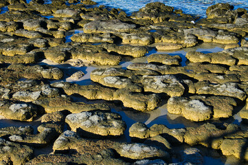 Stromatolites in Hamelin Pool, Shark Bay, Western Australia, the largest community of stromatolites in the world. Stromatolites are &lsquo;living fossils&rsquo;, the first form of complex life on Earth
