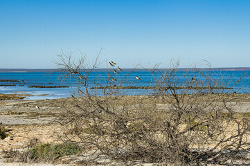Swallows in a dead bush on the coast of Shark Bay, Western Australia
