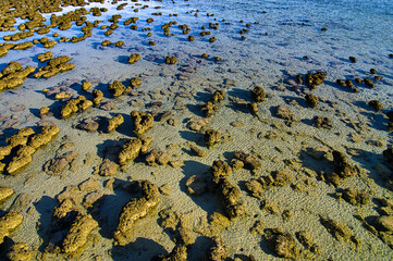 Stromatolites in the shallow, warm and salty water of Hamelin Pool, Shark Bay, Western Australia. Stromatolites are ‘living fossils’, the first form of complex life on Earth
