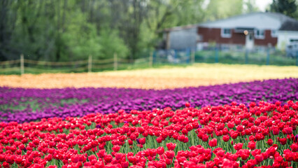 Fototapeta premium Laval, Canada - May 23 2018: Tulip farms with colorful flowers in Laval