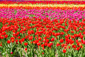 Laval, Canada - May 23 2018: Tulip farms with colorful flowers in Laval