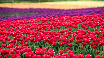 Laval, Canada - May 23 2018: Tulip farms with colorful flowers in Laval