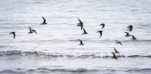 Birds swoop by, Firth of Clyde, South Ayrshire, Scotland, UK