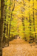 Fototapeta premium Bromont, Canada - October 14 2019: Colorful autumn view in Bromont mount in Quebec Canada