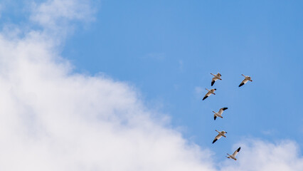 Baie du Febvre, Canada - April 5th 2021: Migration Birds watching at Baie-du-Febvre in Quebec