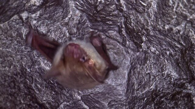 Close up strange animal Greater mouse-eared bat Myotis myotis hanging upside down in the hole of the mine looking around just after hibernating. Creative wildlife take.